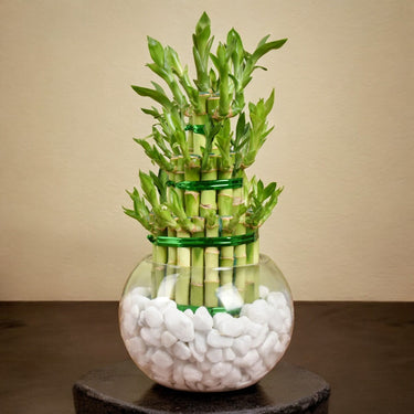 3 Layer Lucky Bamboo Plant In Galss Vase